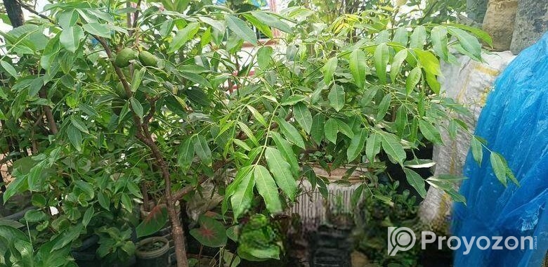 আমড়া গাছ টব সহ