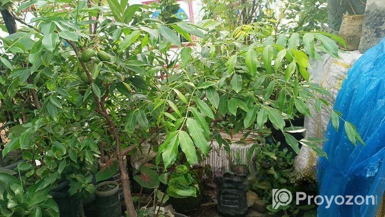 আমড়া গাছ টব সহ