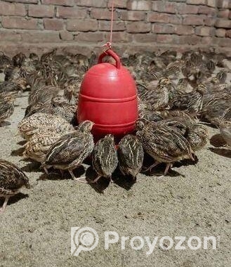 নতুন ডিমে আসা কোয়েল পাখি
