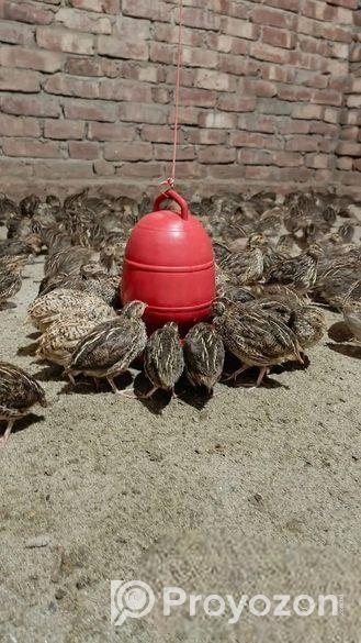 নতুন ডিমে আসা কোয়েল পাখি