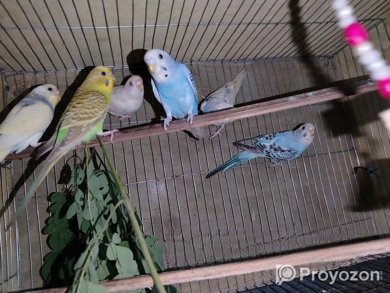 বাজিগার পাখি