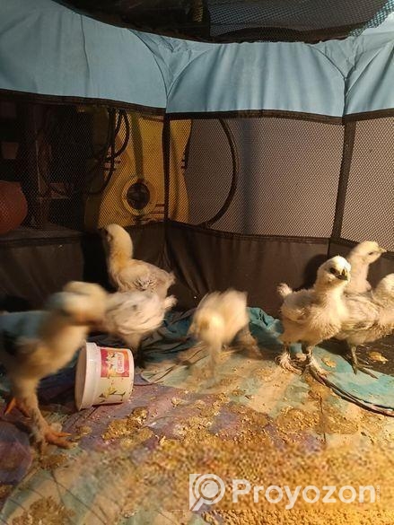 ব্রাহমা ও সিল্কি মুরগী