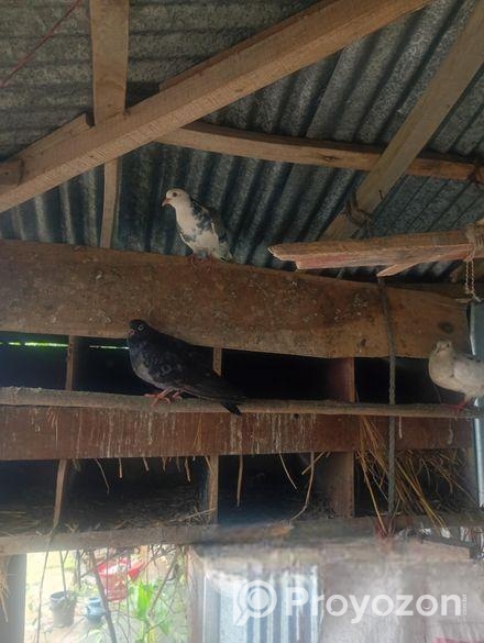 কবুতর বিক্রয় করা হবে