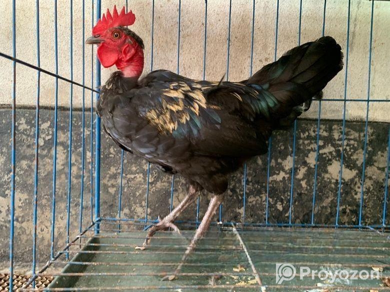 2 Piece Golachila Morog