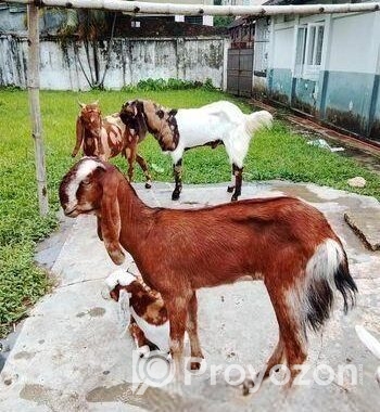 ৮টি উন্নত জাতের ছাগল