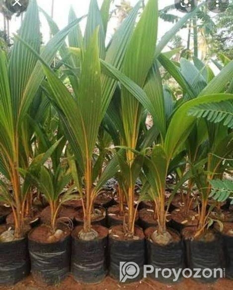 ভিয়েতনাম খাটো জাতের হাইব্রিড নারিকেল