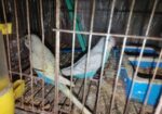 Bajigar Bird