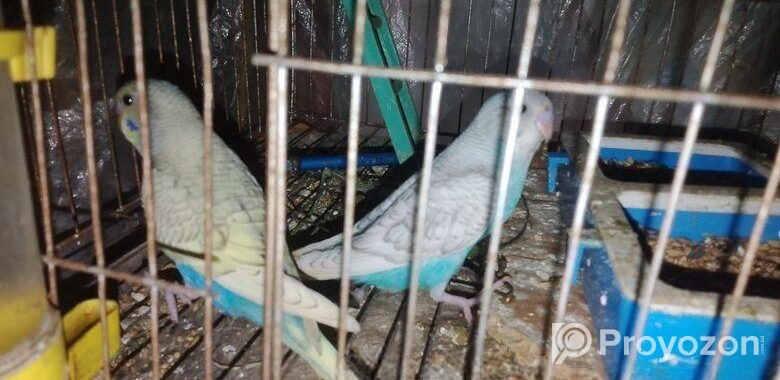 Bajigar Bird