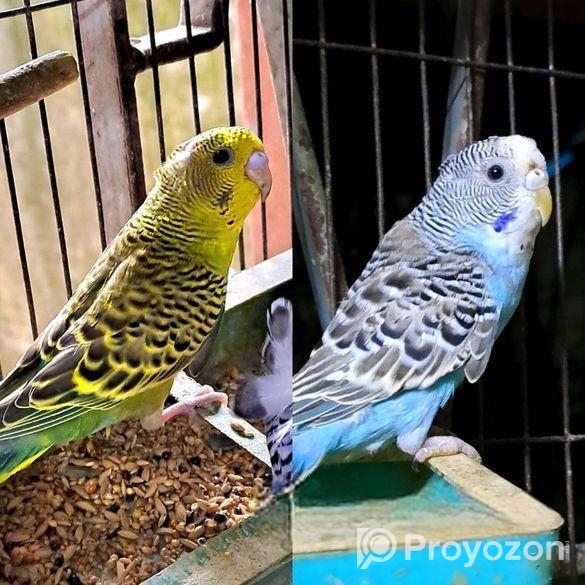 ১ জোড়া বাজিগার পাখি