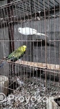 বাজিগর পাখি রানিং