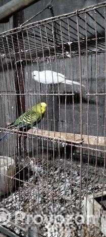 বাজিগর পাখি রানিং