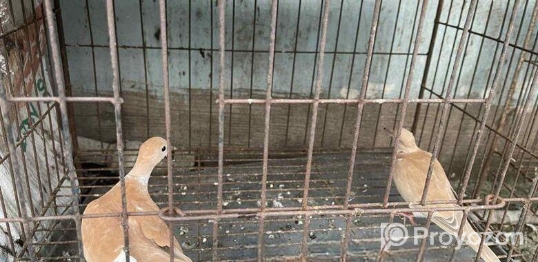 Australian Dove