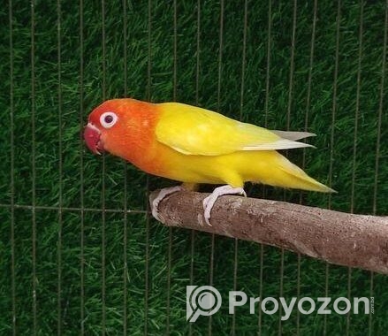 Lutino Fisher Adult Female
