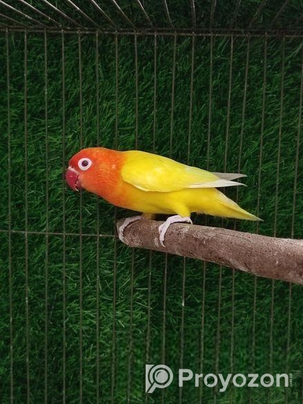 Lutino Fisher Adult Female