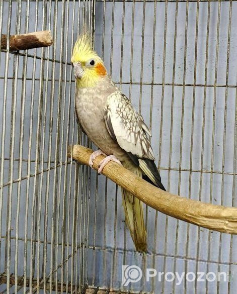 ঝরনা ককাটেইল ফিমেইল