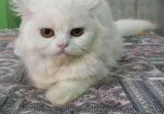 Adult female cat