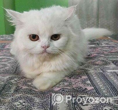 Adult female cat