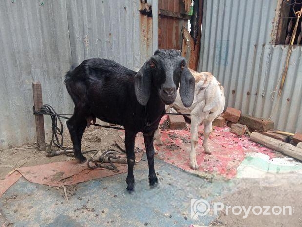 একটা পাঠি খাসি খাসির বয়স ৭মাস আর পাঠির দেড় বছর