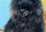 Cat Sell