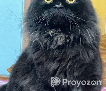 Cat Sell