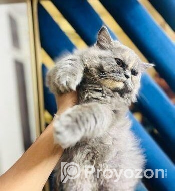 Persian semi punch face