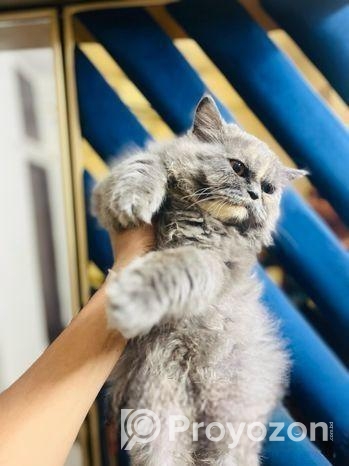 Persian semi punch face