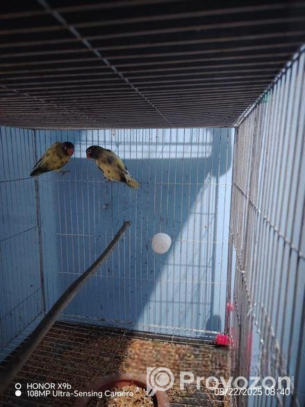 এক জোড়া টিম বাচ্চা করা সুস্থ ও সবল রানিং লাভ বার্