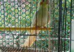 Kokatel Male