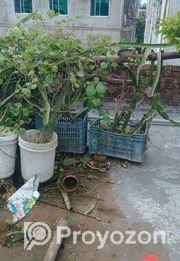 স্বল্প মূল্যে ড্রাগনের গাছ বিক্রি করা হবে