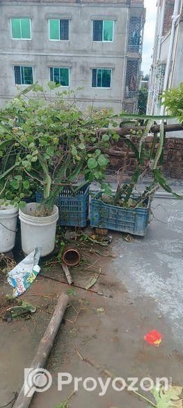 স্বল্প মূল্যে ড্রাগনের গাছ বিক্রি করা হবে