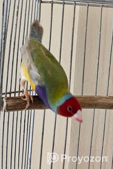 গোল্ডিয়ান মেইল সেল