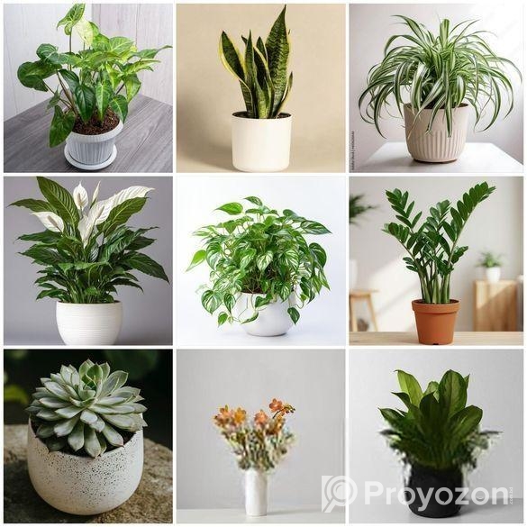 Buy Fruit, Forest & Indoor Plants Online in Bangla