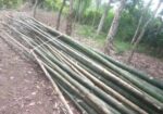 বাঁশ বিক্রি হবে