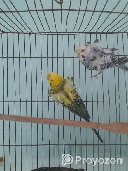 লাভ বার্ড ডিম সহএকজোড়া জাপানি বাজরিগার