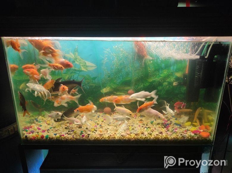 শুধু একুরিয়াম সেল হবে