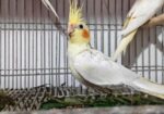 Cacatel Bird
