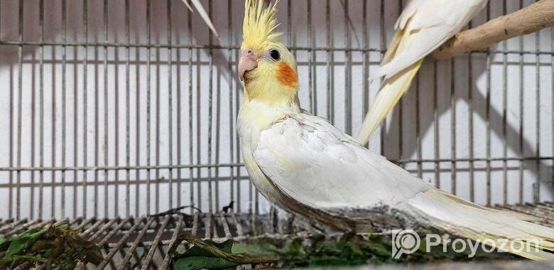 Cacatel Bird
