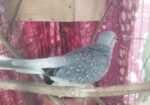 Diamond Dove Male