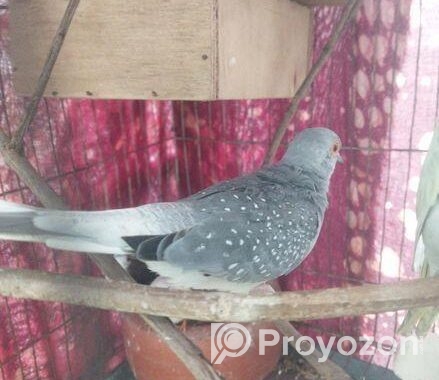 Diamond Dove Male