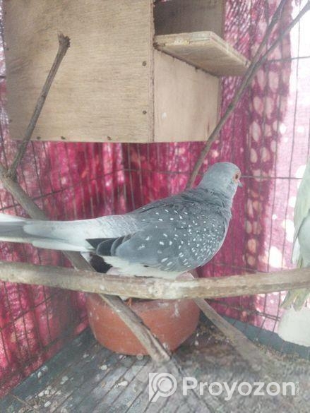 Diamond Dove Male