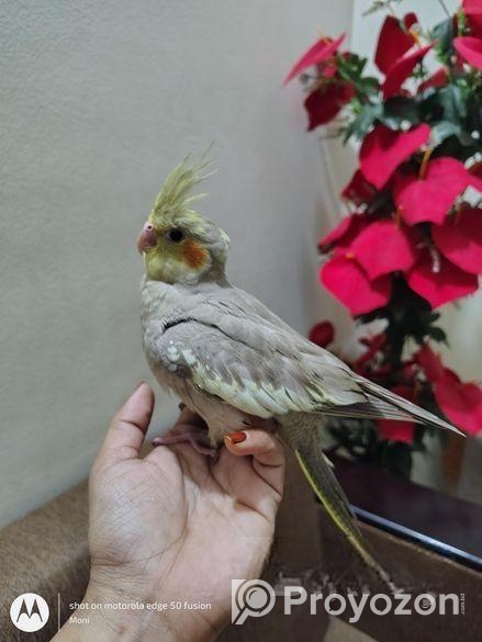 ককাটেল পাখির বাচ্চা