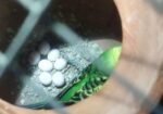 বাজিগর পাখি খাচা সহকারে একটা বাচ্চা আড়াই মাসের আছ