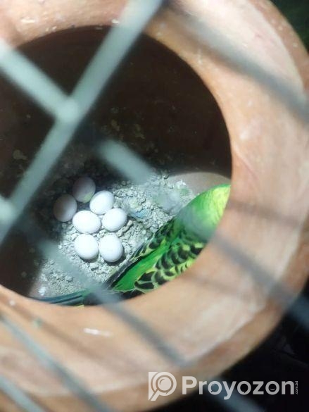 বাজিগর পাখি খাচা সহকারে একটা বাচ্চা আড়াই মাসের আছ