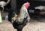 Brahma Morog