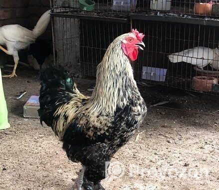 Brahma Morog