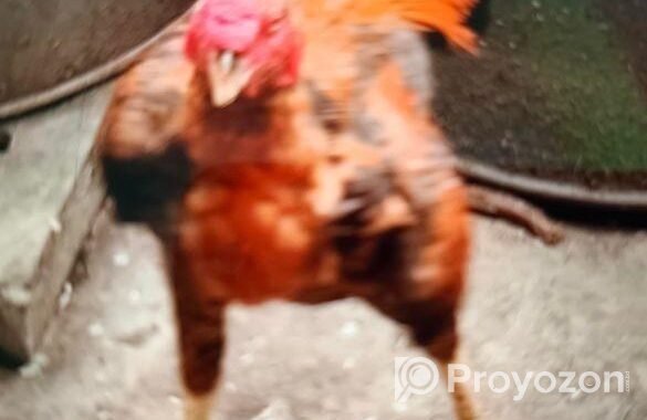 আসিল ফাইটার মোরগ ও মুরগি ফুল এডাল্ট।