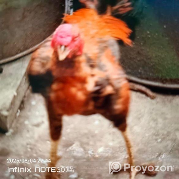 আসিল ফাইটার মোরগ ও মুরগি ফুল এডাল্ট।