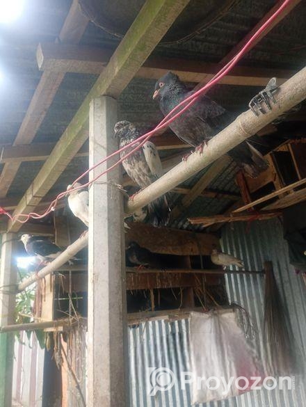 কবুতর বিক্রয় করা হবে