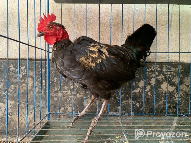 2 Piece Golachila Morog