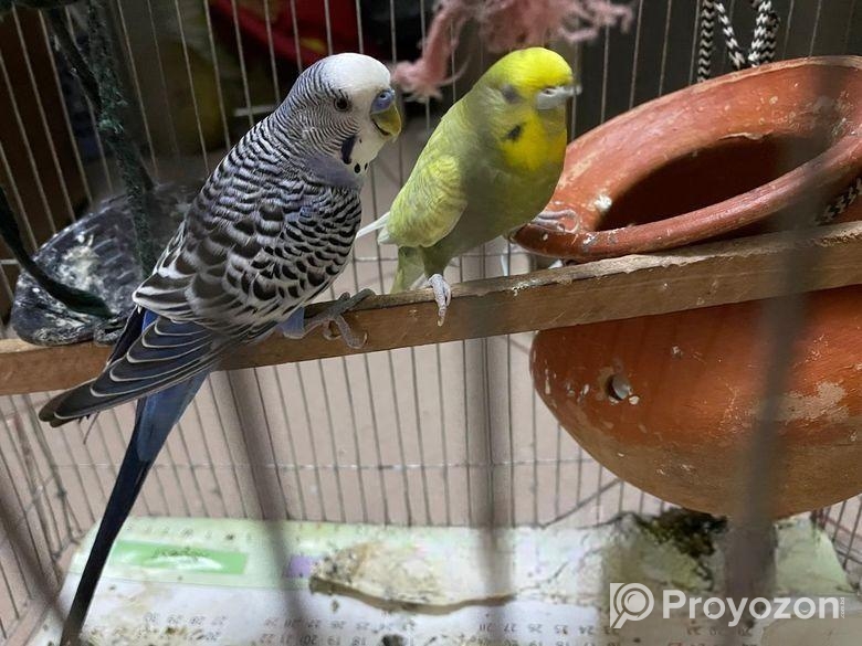 বাজিগর পাখি বিক্রি